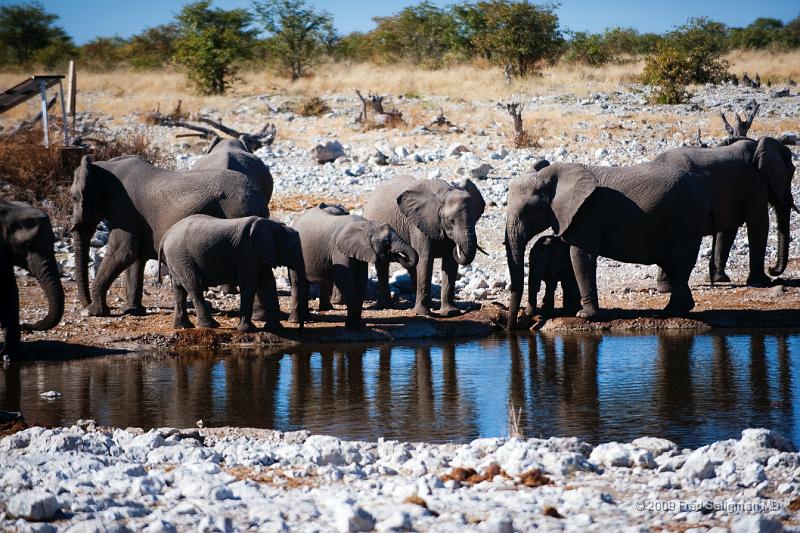 20090610_141858 D3 (1) X1.jpg - Water hole, Etosha National Park